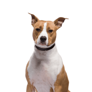 American Staffordshire Terrier