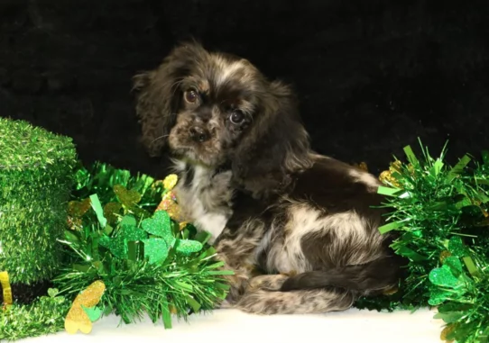 --Male---Tiny Paws Oklahoma