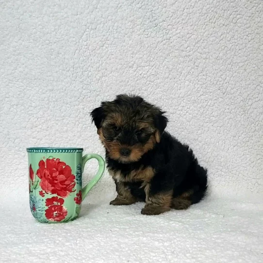 --Male---Tiny Paws Oklahoma