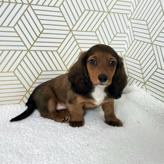 --Male---Tiny Paws Oklahoma