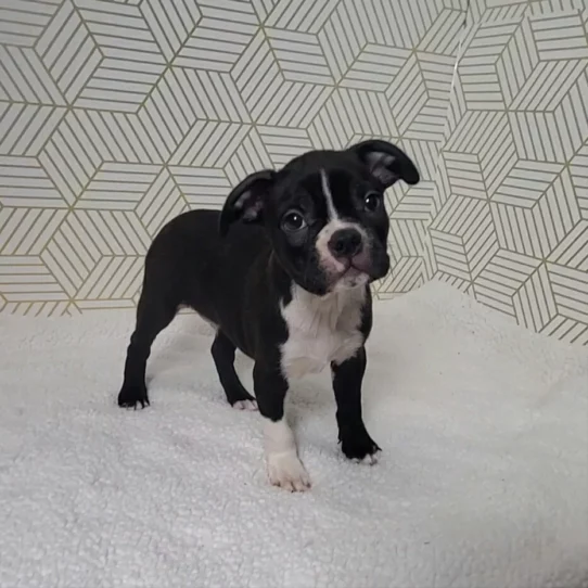 --Male---Tiny Paws Oklahoma