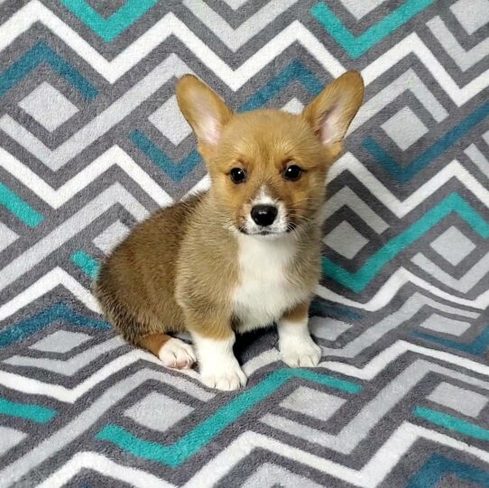 --Male---Tiny Paws Oklahoma