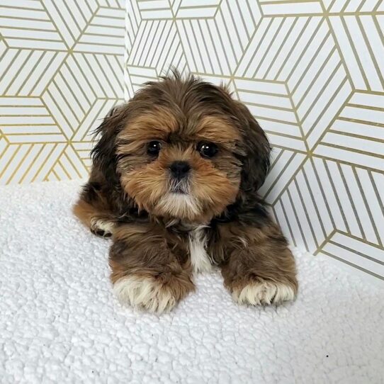 --Male---Tiny Paws Oklahoma