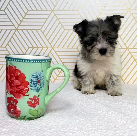 --Female---Tiny Paws Oklahoma