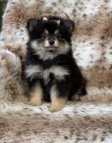 --Male---Tiny Paws Oklahoma
