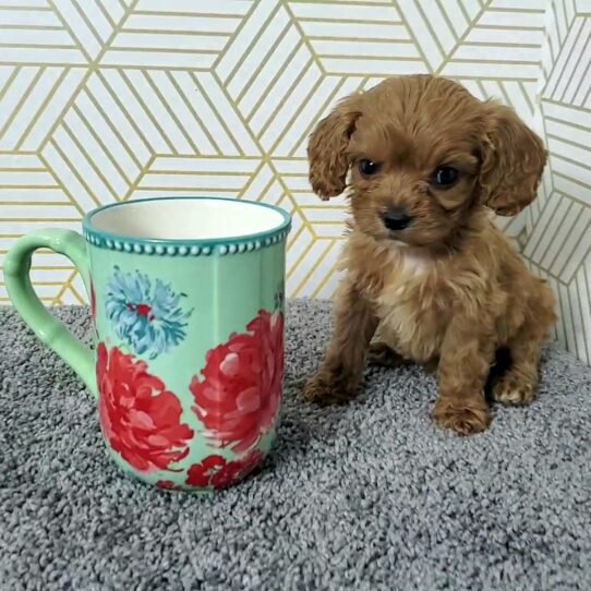 --Male---Tiny Paws Oklahoma