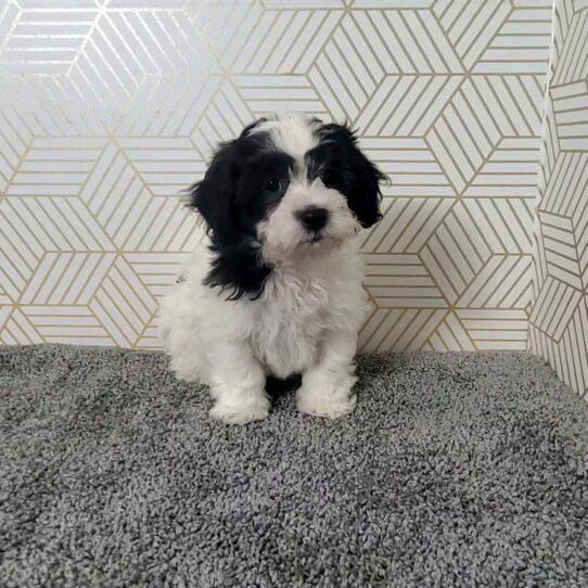 --Male---Tiny Paws Oklahoma