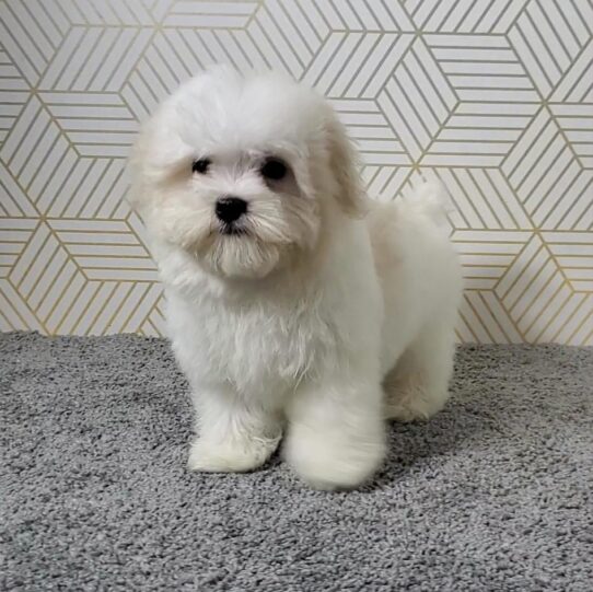 --Male---Tiny Paws Oklahoma