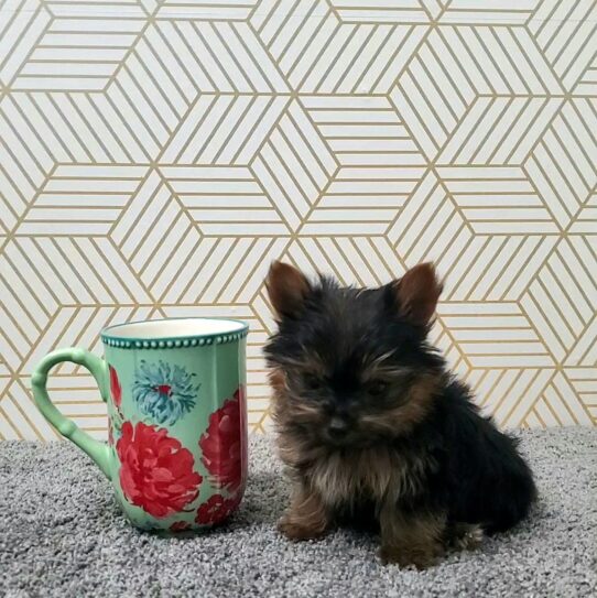 --Male---Tiny Paws Oklahoma