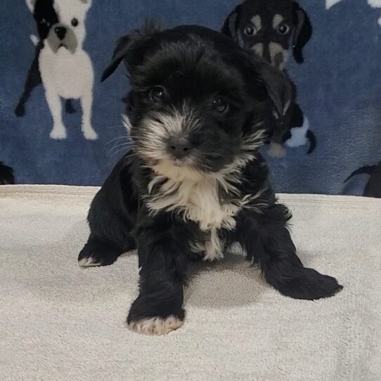 --Male---Tiny Paws Oklahoma
