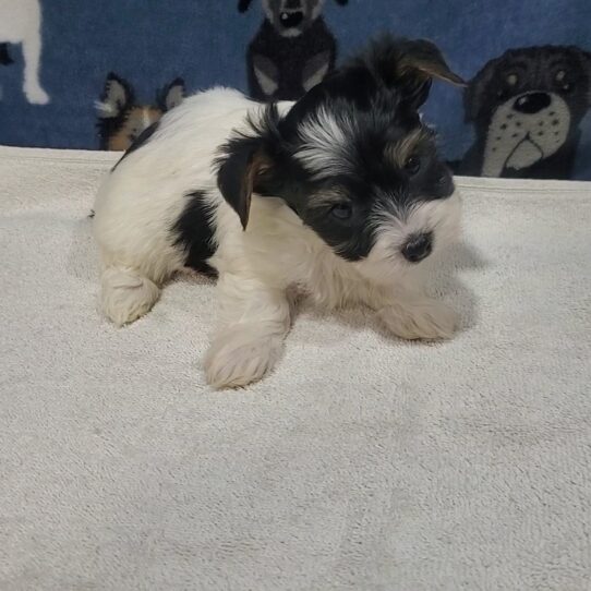 --Male---Tiny Paws Oklahoma