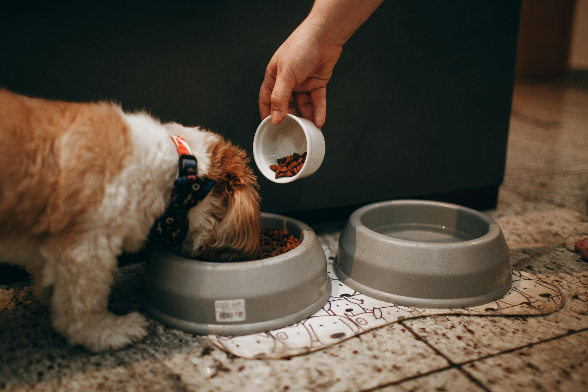 What Can Puppies Eat? Tasty Treats and Food to Avoid
